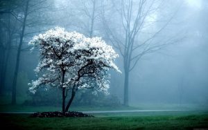 50+ HD Background Wallpapers